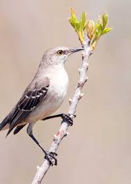 Northern Mockingbird Brown Bird With White Stripes On Wings And Tail 20 Nocturnal Birds That Burn The Midnight Oil Owls Nightjars And Parrots Nocturnal Birds Birds Beautiful Birds