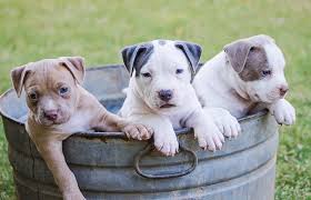 Maybe you would like to learn more about one of these? Preparing For The Arrival Of A Litter Of Puppies Cotswold Raw
