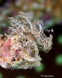 Image result for Melinis subglabra