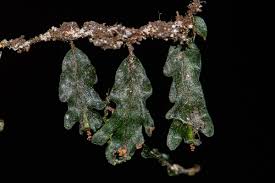 Image result for Didymoglossum erosum