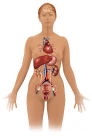 Let's cover the major organs of the pelv. Female Internal Organs Photograph By Gwen Shockey