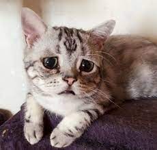 Meet Luhu The Saddest Looking Cat On The Internet Kucing