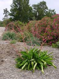 Image result for Beschorneria sp. (Biegel 5357)