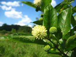 Image result for Cephalanthus