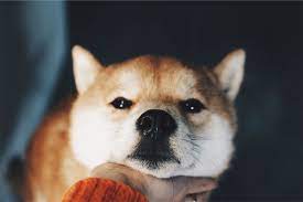 f id eight design 20151222192025j image 犬と猫 柴犬 はち