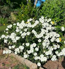 Image result for Petunia axillaris