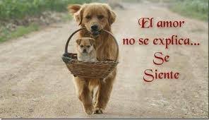 Fotos de "EL MEJOR AMIGO DEL HOMBRE ES EL PERRO"