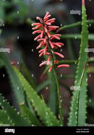 Image result for Asphodelaceae