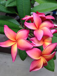 Jeannie Morange Plumeria Flowers Frangipani Flowers