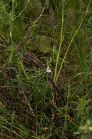 Image result for Pogonospermum divaricatum