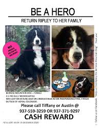 Greenfield puppies contains hundreds of different bernese mountain dog puppies for sale. Help Us Find Ripley The Bernese Mountain Dog Posts Facebook