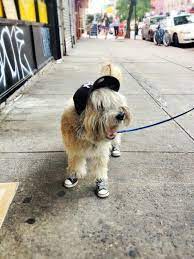 Nick Bilton On Twitter Dog Day Afternoon Dog Wear Dog Cat