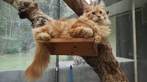 Pecinta Ras Maine Coon Indonesia Home Facebook