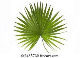 8.3 x 11.7 inches/210 x 297 mm (a4) original image: Free Palm Leaf Art Prints And Wall Artwork Freeart