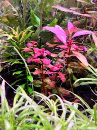 Image result for Ludwigia senegalensis