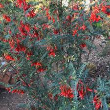 Image result for Lessertia pauciflora