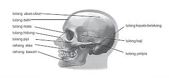 Maybe you would like to learn more about one of these? Susunan Rangka Manusia Emusel