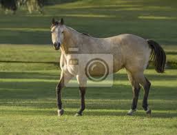He doesn't belong to me. Dappled Buckskin Palomino Quarter Pferd Hengst Leinwandbilder Bilder Schnelles Pferd Quarter Horse Wildleder Myloview De