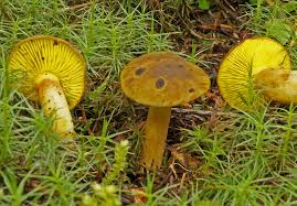 Image result for Gymnosporia arenicola