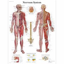 Picture of the the spinal cord parts. Human Nervous System Chart Human Nervous System Poster Laminated