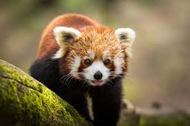 The Captivating Wildlife of Nepal