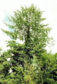 Image result for Symphonia globulifera