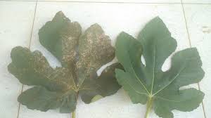 Kali ini, apabila melihat sesuatu yang indah berwarna kuning, oren dan merah di setiap pokok disekeliling anda, akan membuat anda berasa tenang. Kebun Bibit Buah Mencegah Dan Mengobati Karat Daun Jamur Daun Pada Tanaman Tin Atau Figs