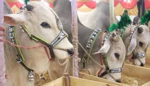 • a new government to be sworn in on monday 13th august 2018. Eid Ul Azha 2018 Trend Of Online Qurbani Service Gaining Popularity In Pakistan