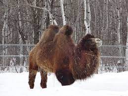 Its population of two million exists mainly in the domesticated form. File Bactrian Camel 12293982473 Jpg Wikimedia Commons