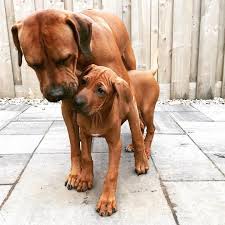 I Love You Big Brother So Strong And Friendly Rhodesianridgeback Rhodesianridgebacks Rhodesian Rhodesian Ridgeback Puppies Rhodesian Ridgeback Dog Dogs