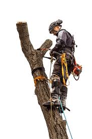 We do it all from removing trees off residential properties, to cleaning up commercial establishments, advantage offers the fast, efficient storm damage services with 24 hour emergency service for those. About Us Advantage Tree Service