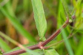 Image result for Justicia striolata