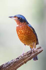 Ada banyak gambar burung elang mulai dari elang putih, elang jawa, hingga gambar kartun, animasi, hitam putih, rajawali emas, rajawali api, serta logo elang yang dicari. Burung Wikipedia Bahasa Melayu Ensiklopedia Bebas