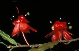 Image result for Ochna atropurpurea