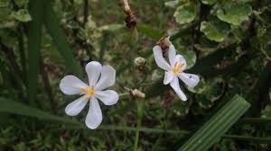 Image result for Eleutherine bulbosa