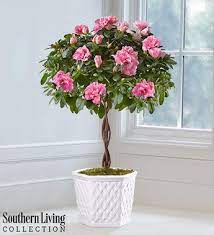 Flowers Lover Azalea Flower Youtube