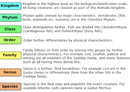 scientific classification of fish britishseafishing co uk