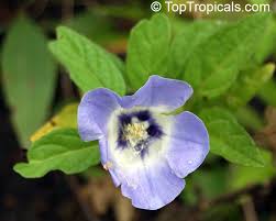 Image result for Nicandra physalodes