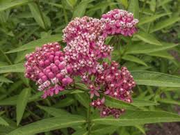 Image result for Asclepias graminifolia