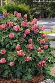 Image result for Hydrangea quercifolia