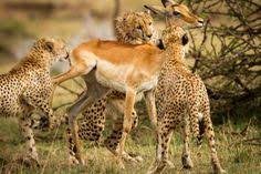 Truth Behind Fake Viral Story About Impala And Cheetah Photo Revealed Cheetah Photos Impala Cheetahs