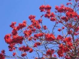 Image result for Erythrina abyssinica × lysistemon