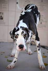 160 My Love For Danes Ideas Dane Great Dane Great Dane Dogs