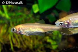 Breeding rosy red minnows is something exciting and many people try it for increasing the number of this beautiful fish at home. Rosy Red Minnow Care Size Lifespan Tank Mates Breeding