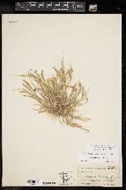 Image result for Tragus berteronianus