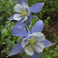 Columbine flower growing instruction & requirement columbine flower info: Rocky Mountain Blue Columbine Flower Seeds Everwilde Farms