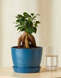 5 Japanese Indoor Plants That Will