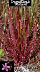 Image result for Micrargeria filiformis