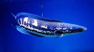 The northern snakehead fish or channa argus in scientific terms, are just interesting creatures of which really worth learning about. Channa Diplogramma Malabar Snakehead Aquainfo