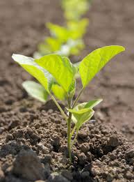 Click on the order now tab. Spacing Between Eggplants Proper Eggplant Distance In Gardens